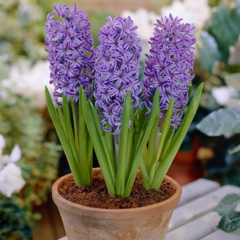 Bulbi di giacinto, resistenti al freddo invernale, perenni - Varietà "Blue Jacket" - 15 bulbi - Bulbi profumati - 3 colori - Piante provenienti dall'Olanda - Adatti per giardino, vaso o terrario (bulbi di grandi dimensioni, senza semi)