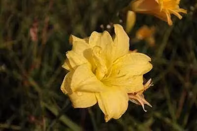 6 x Hemerocallis hybr. 'Double River Wye' - taglily - Topf 9 x 9 cm