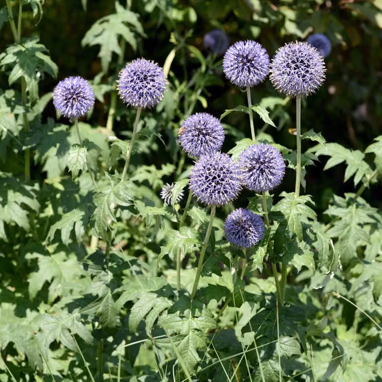 Cardo sferico (Echinops ritro) - 6 piante, 10-25cm, Ø9cm - Piante perenni