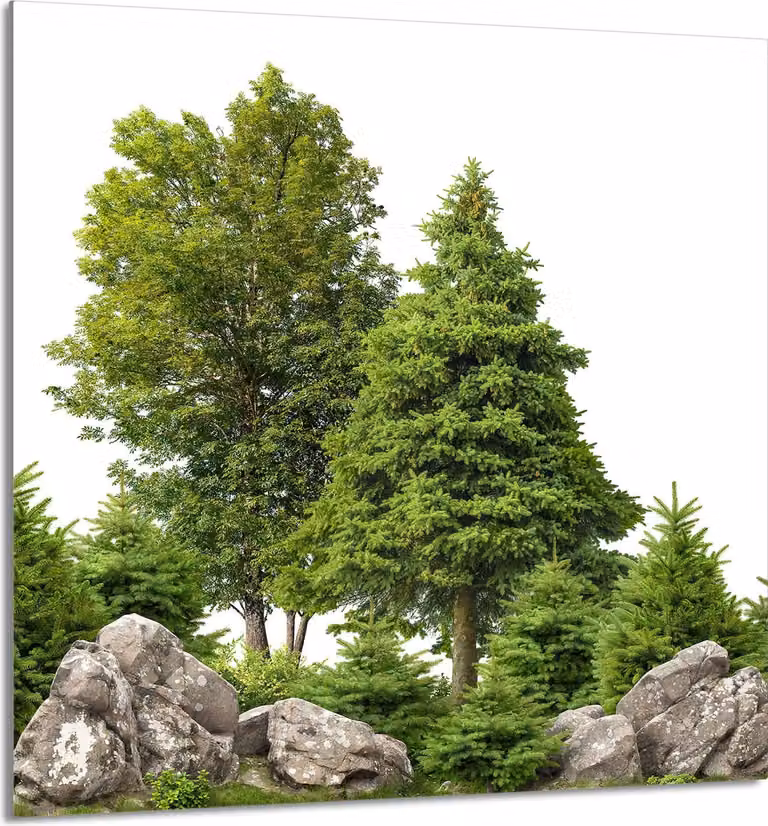PIATTO IN VETRO PER CUCINA 60x65 alberi