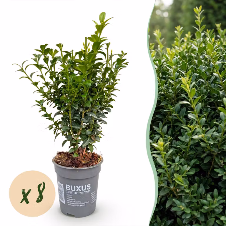 Buxus sempervirens - foglia verde - 8 piante - 1 metro lineare - sempreverde - Aia piante - 25cm - Ø10cm - Pianta da giardino