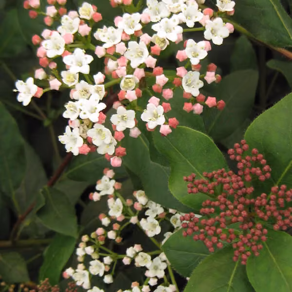 Alloro nano 'Eve Price' - Viburnum tinus 'Eve Price' | 60-80 cm, in vaso