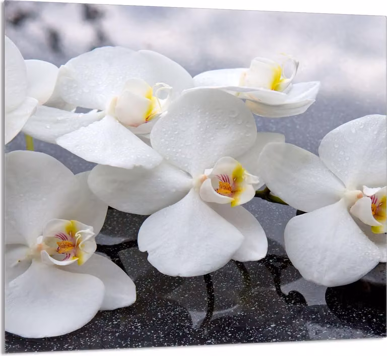 PIATTO DI VETRO PER CUCINA 65x60 Orchidea