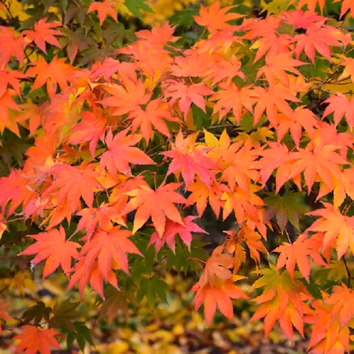 Acero giapponese (Acer palmatum) | 50-60 cm in vaso