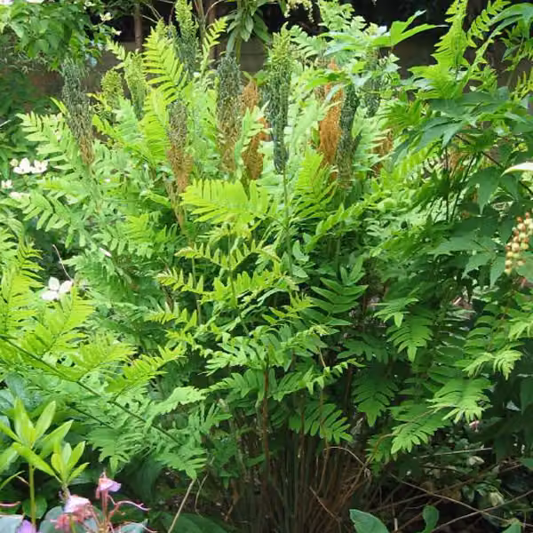 6 piante di felce reale (Osmunda regalis 'Purpurascens') | Vaso da 9x9 cm