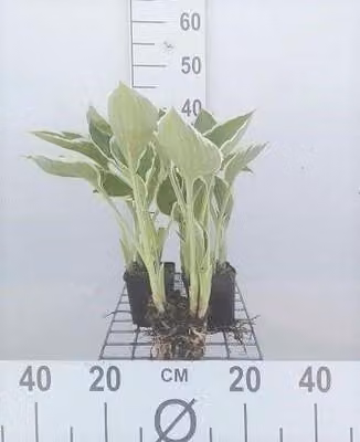 6 x Hosta hybr. 'Francee' - Hosta - Vaso 9 x 9 cm