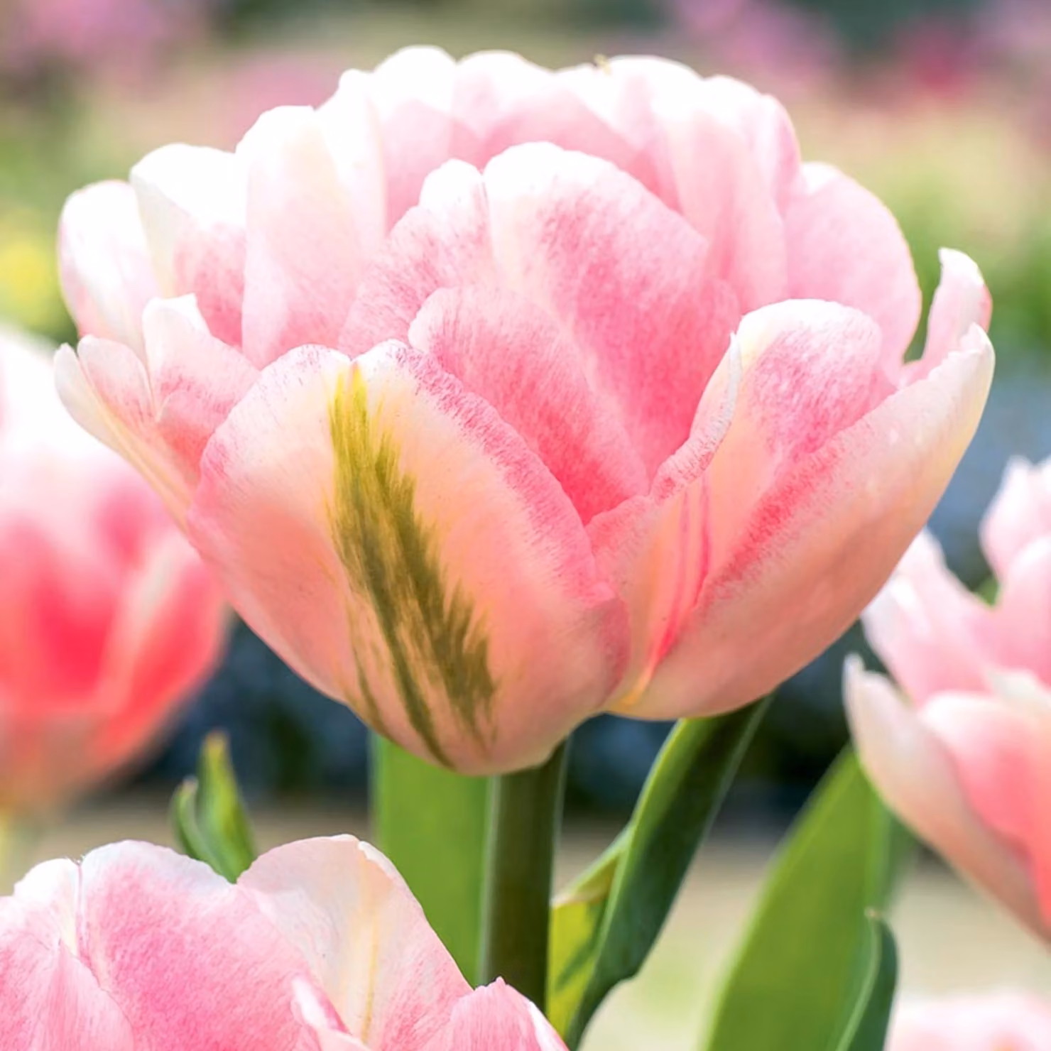 Tulipani Bulbi Fiori Tulipano doppio Foxtrot 5 pz.