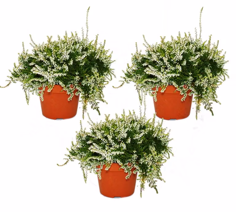 Set da appendere con 3 piante, erba di San Giovanni, pianta di erba di San Giovanni resistente al gelo, vaso da 12 cm, bianco