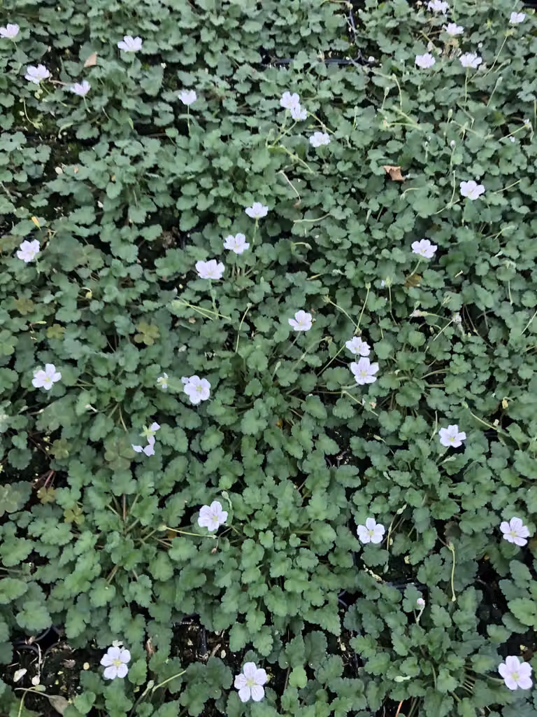 6 x Erodium x variabile 'Album' - Becco d'airone - vaso 9x9 cm