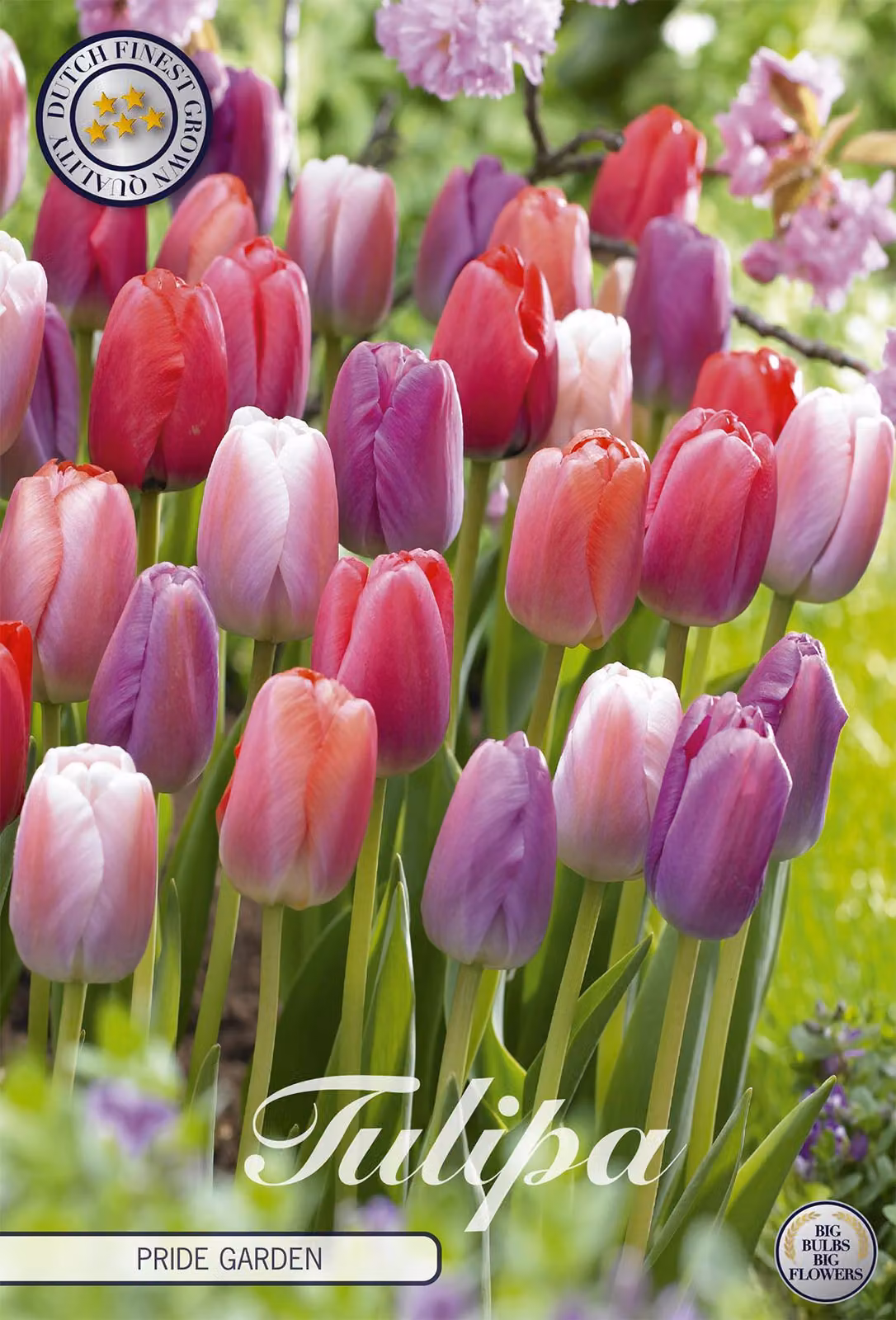 Tulipani Pride Garden (10 bulbi) | Bulbi di tulipano di Sam van Schooten