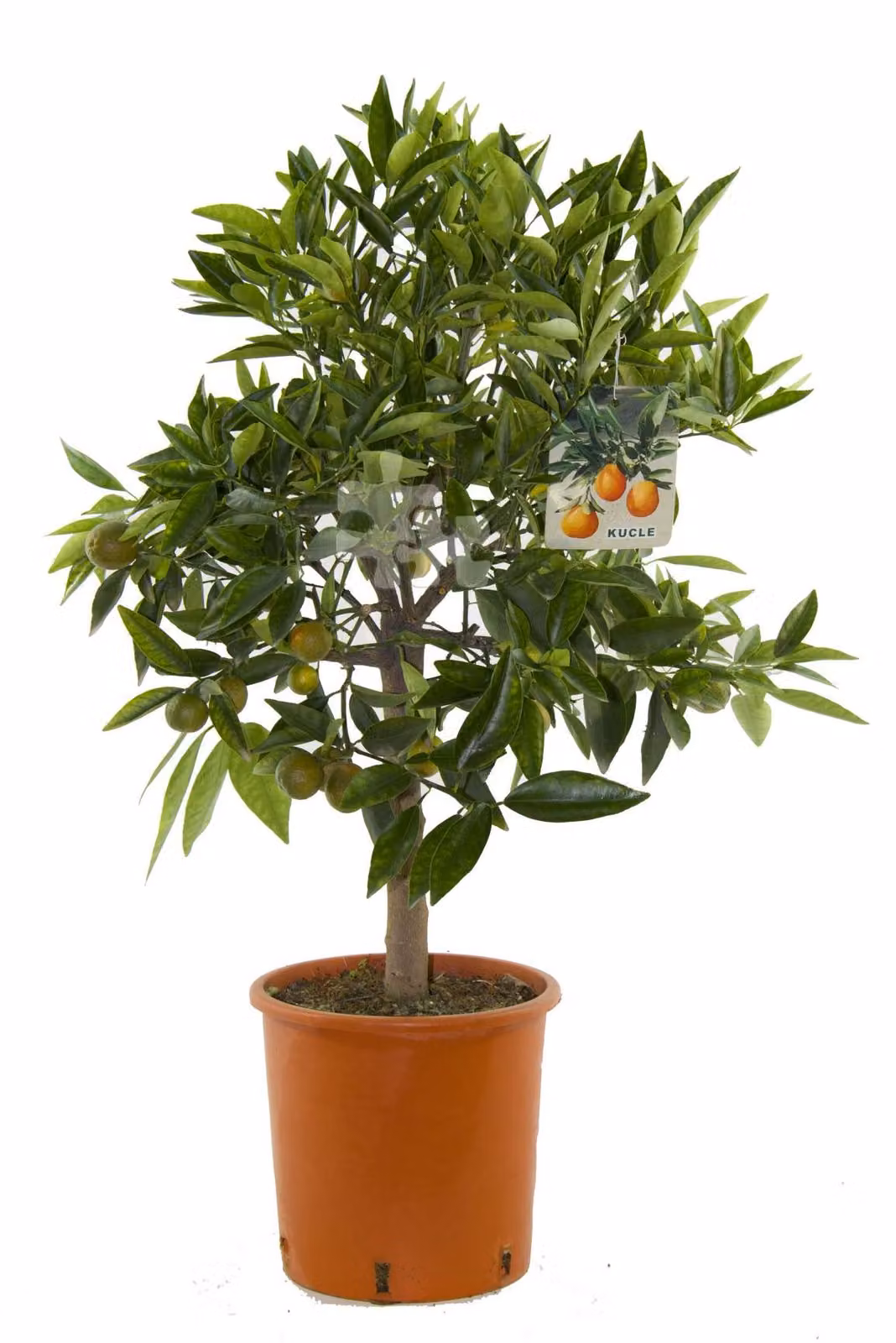 Citrus x ´Kucle` 80-100 cm - Kumquat x Clementine - Pianta di agrumi - Alberi Kucle
