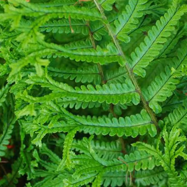 6 felci "Goldschuppenfarn" (Dryopteris affinis) | Vaso da 9x9 cm