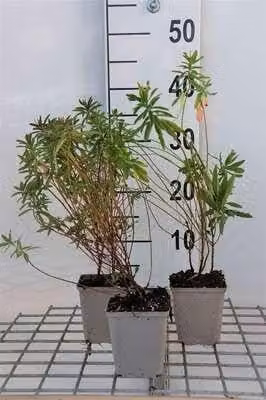 6 x Euphorbia polychroma - Euforbia - vaso 9 x 9 cm