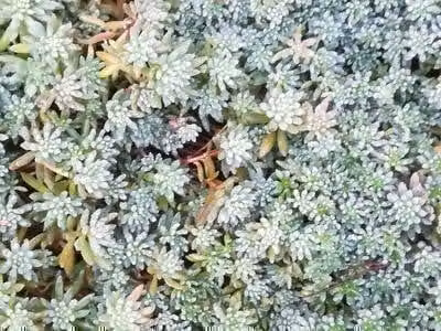 6 x Sedum hispanicum ('Glaucum') - foglia grassa - vaso 9 x 9 cm