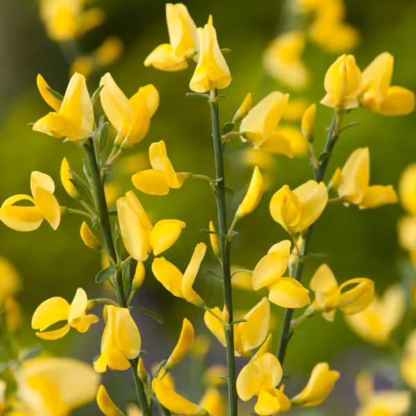 2 piante di Ginestra precoce (Cytisus praecox 'Allgold') | 40-60 cm, in vaso