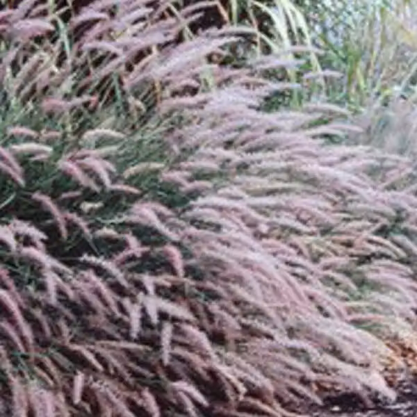 6 piante di *Pennisetum viridescens* (erba ornamentale) | Vaso da 9x9 cm