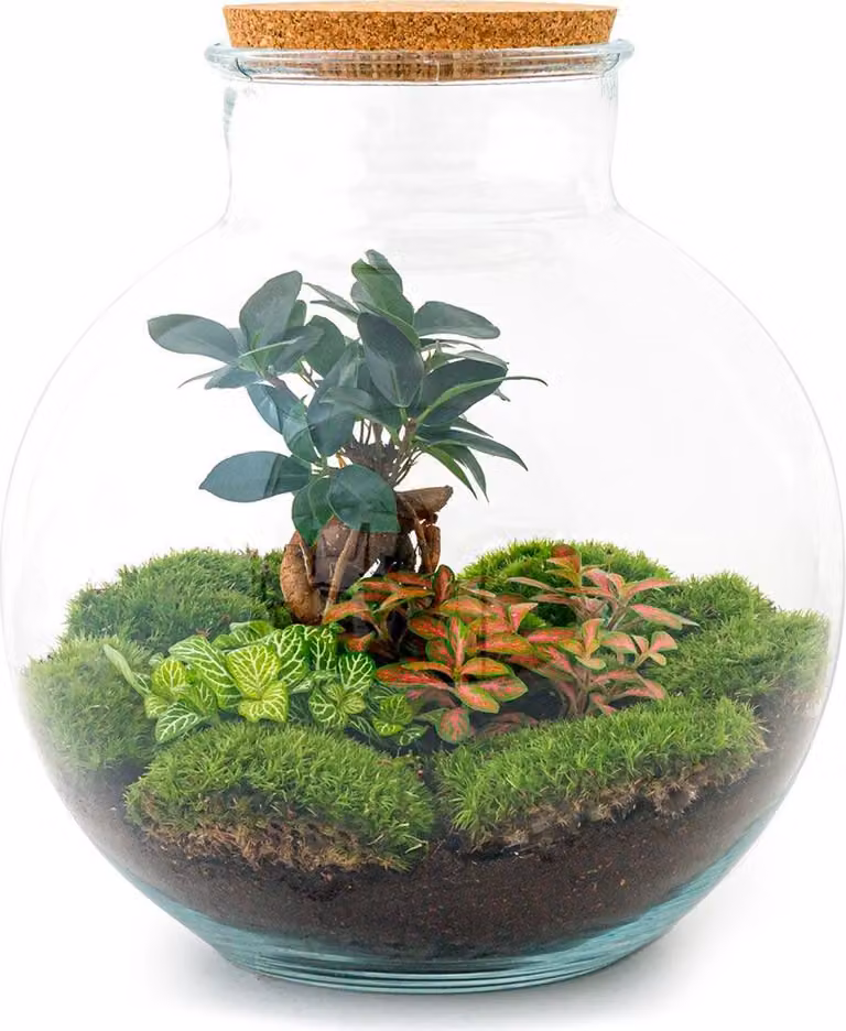 Terrario fai da te - Bolder Bob Bonsai - ↕ 30 cm