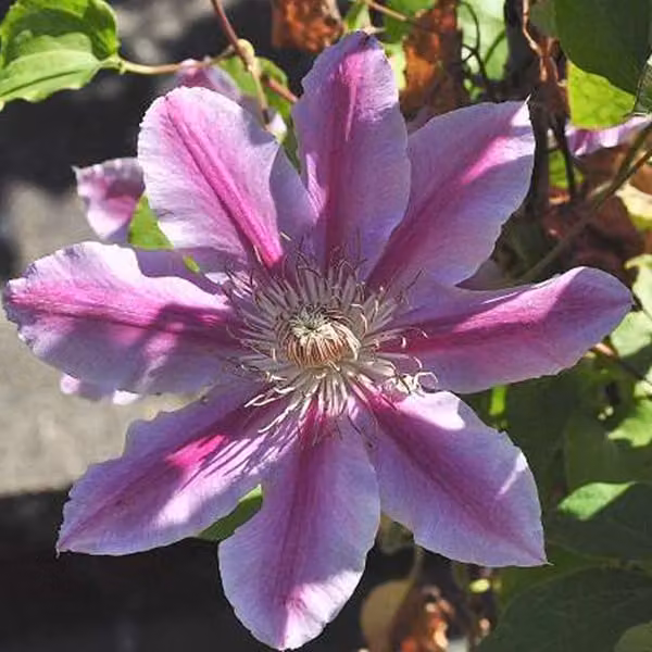 Hello Plants Clematis Dr Ruppel Clematide rampicante - Ø 15 cm - Altezza: 65 cm