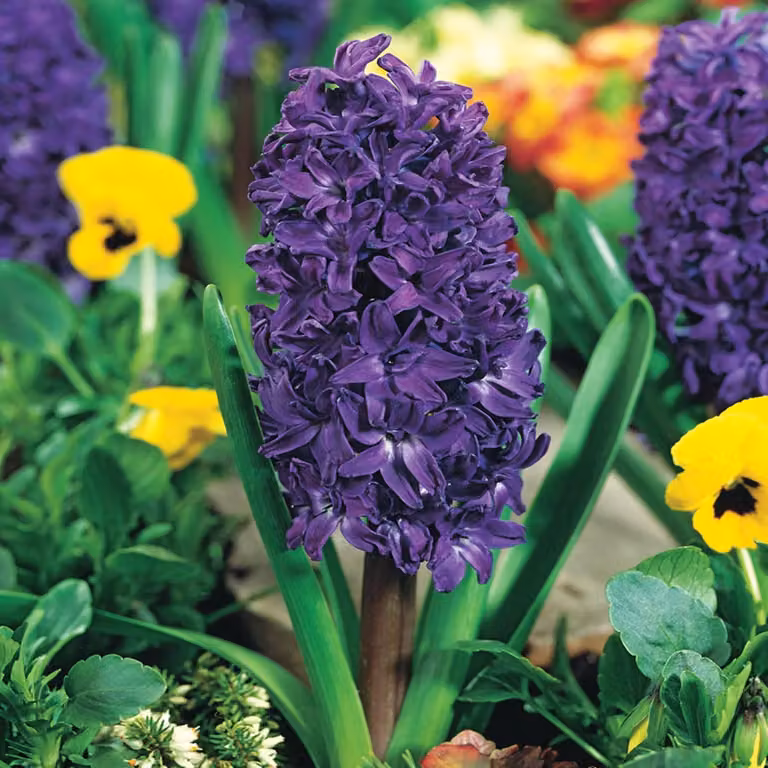 Bulbi di giacinto Bulbi di fiori Hyacinthus Purple Star 3 pz.