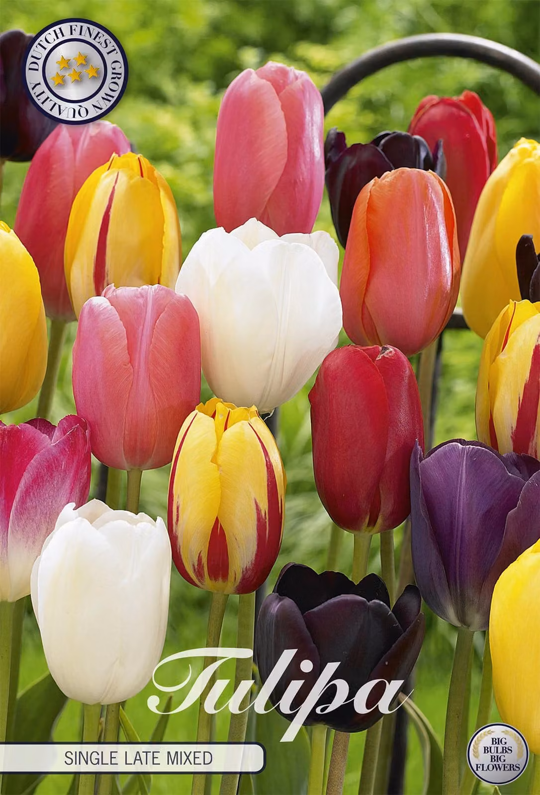 Tulipano Single Late Mix (10 bulbi) | Bulbi di tulipano di Sam van Schooten