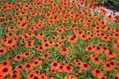 6 x Echinacea purp. orange Skipper' - Echinacea - Vaso 9 x 9 cm