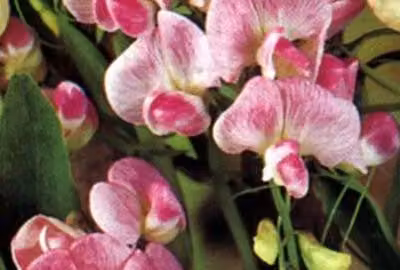 6 x Lathyrus lat. 'Pink Pearl' - Pisello a foglia larga - vaso 9 x 9 cm