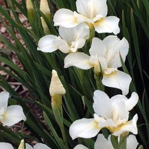 6 x Iris pumila 'Bright White' (gigli di giada) | Vaso da 9x9 cm