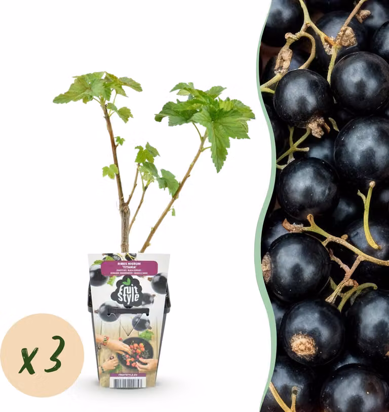 Ribes nero - Ribes nigrum Titania - Difficile - 3 piante - 15-25cm - Ø9cm - Pianta da giardino