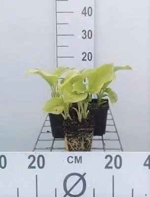 6 x pianta di Hosta. 'Grandiflora' - Hosta - vaso 9 x 9 cm x 9 cm