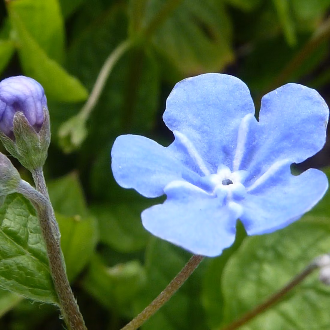 6 piante di Omphalodes verna (Gedenkemein), in vaso da 9x9 cm