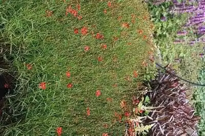 6 x Coreopsis vert. 'Ruby Red' - Occhio di ragazza - vaso 9 x 9 cm