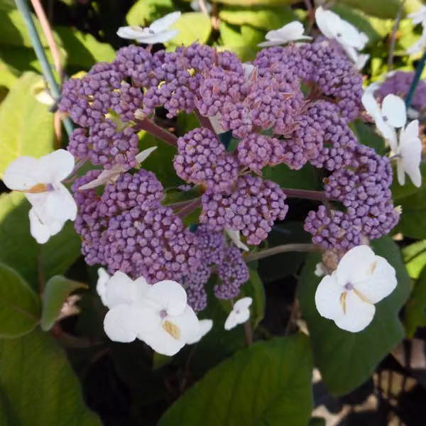 Ortensie - Hydrangea aspera 'Sargentiana' | 50-60 cm in vaso