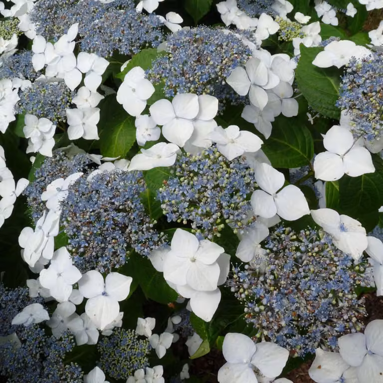 2 piante di Idrangea 'Mariesii Grandiflora', in vaso, altezza 25-30 cm