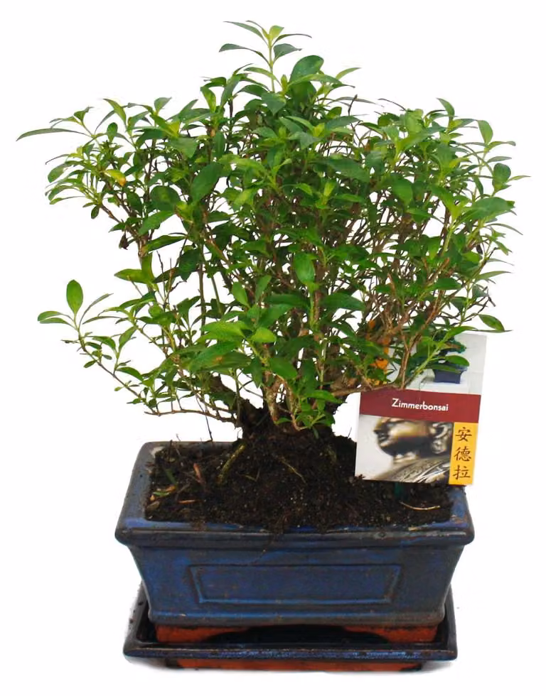 Bonsai - Serissa - Junischnee - forma a sfera - 6 anni circa