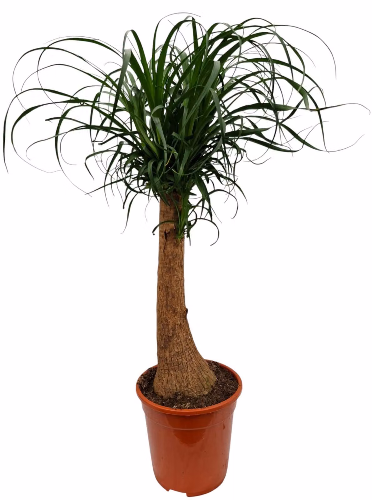 Piede di elefante 80-100 cm Beaucarnea recurvata Albero bottiglia Palma d'acqua Pianta da appartamento