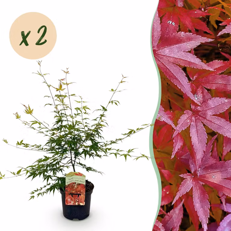 Pianta da terrazzo - Acero giapponese - Acer palmatum Pink Dwarf - Rosa - 2 Piante - Decidua - 60-70cm - Ø25cm - Pianta da giardino