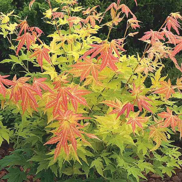 Acero giapponese a cascata - Acer palmatum 'Orange Dream' | 50-60 cm in vaso