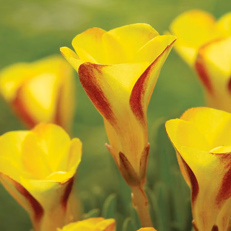 Oxalis Fiori Bulbi Bulbi Fiori Acetosella Capo d'oro 1 pz.