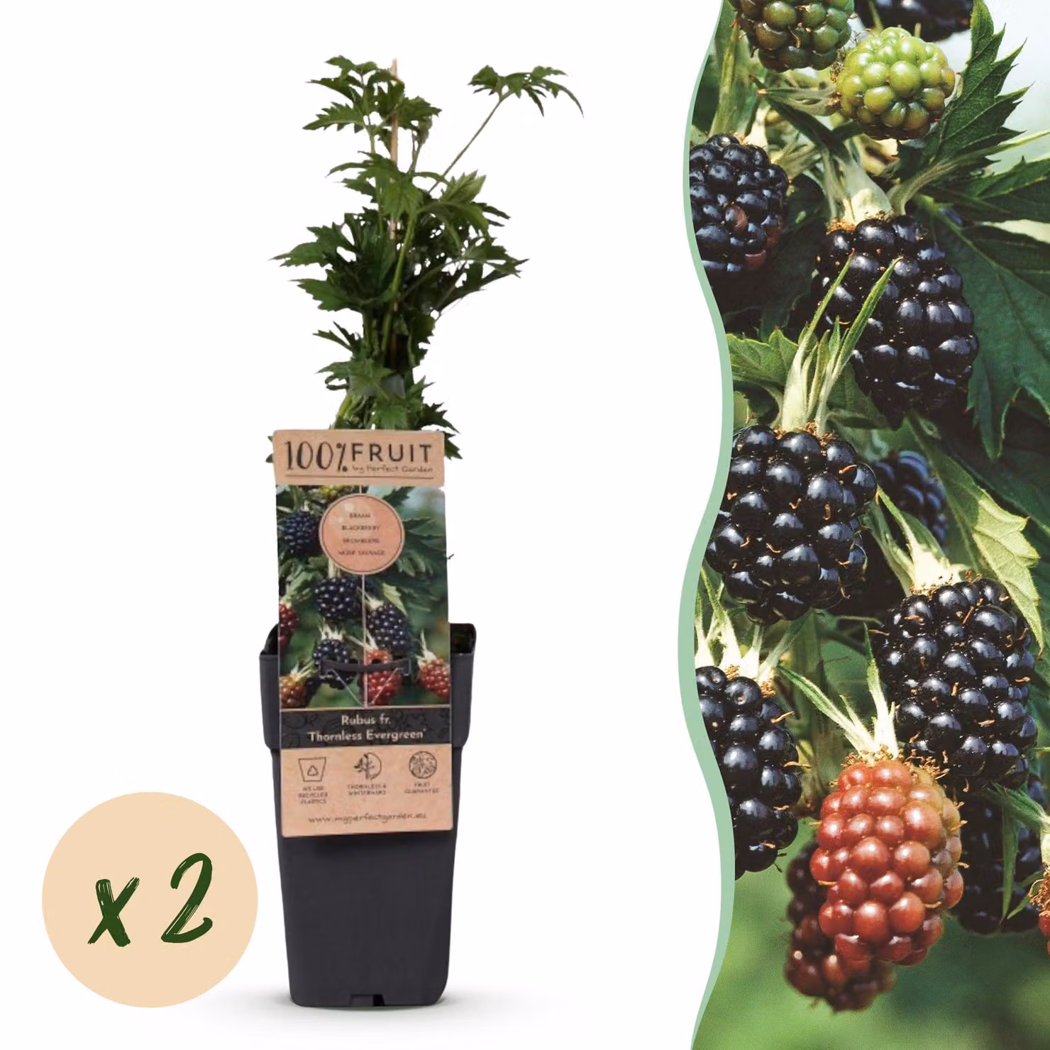 Rubus fruticosus sempreverde senza spine - Pianta di mora - Senza spine - Mora - 2 piante - 40-50cm - Ø15cm - Pianta da giardino