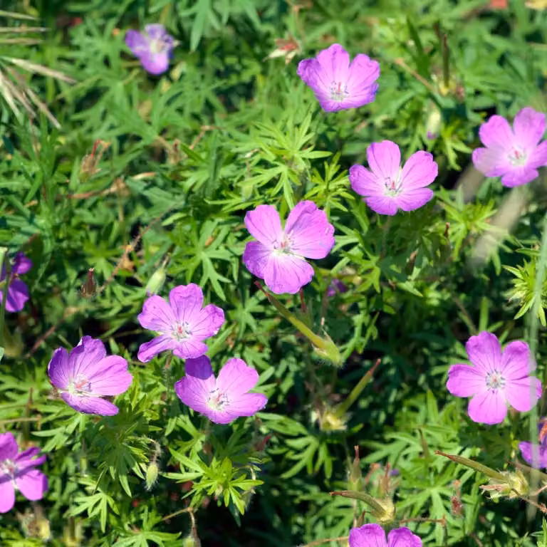 Geranium sanguineum (Geranio sanguigno) 12 piante Ø9cm, altezza 10-25cm
