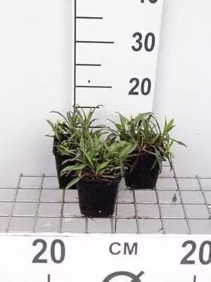 6 x Aster n.-b. 'Patricia Ballard' - Aster autunnale - vaso 9 x 9 cm