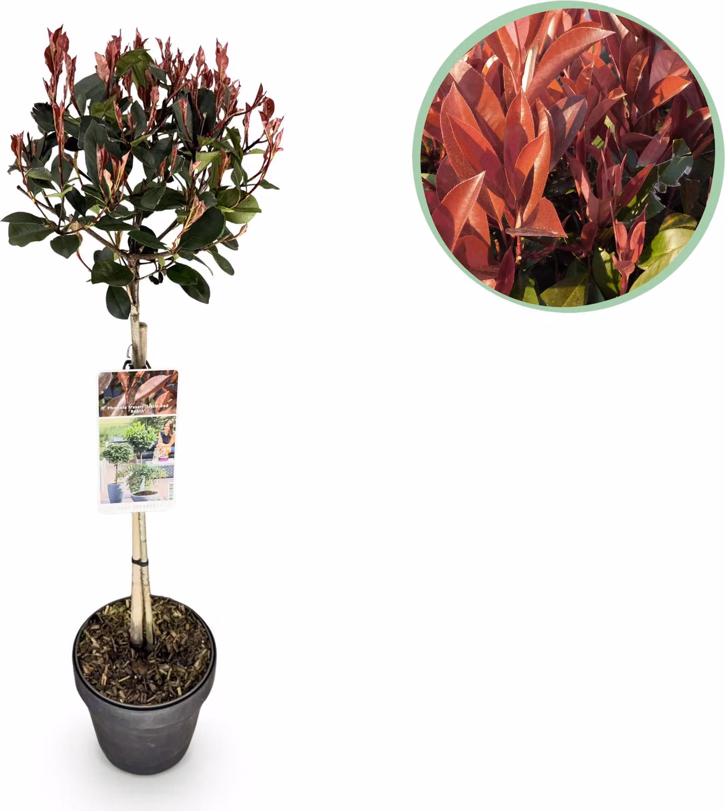 Photinia fraseri Little Red Robin - Pianta da terrazzo - Sempreverde - Resistente - Foglie verdi-rosse - 80-90cm - Ø19cm - Pianta da giardino