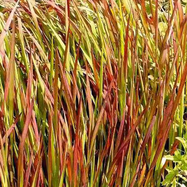 6 piante di erba rossa "Red Baron" (Imperata cylindrica 'Red Baron') | Vaso da 9x9 cm