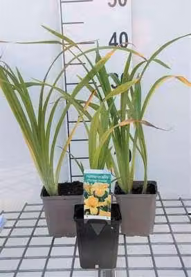 6 x Hemerocallis hybr. 'Chicago Sunrise' - daylily - vaso 9 x 9 cm