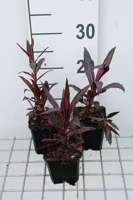 6 x Lobelia xspec. 'Russian Princess' - Lobelia - vaso 9 x 9 cm