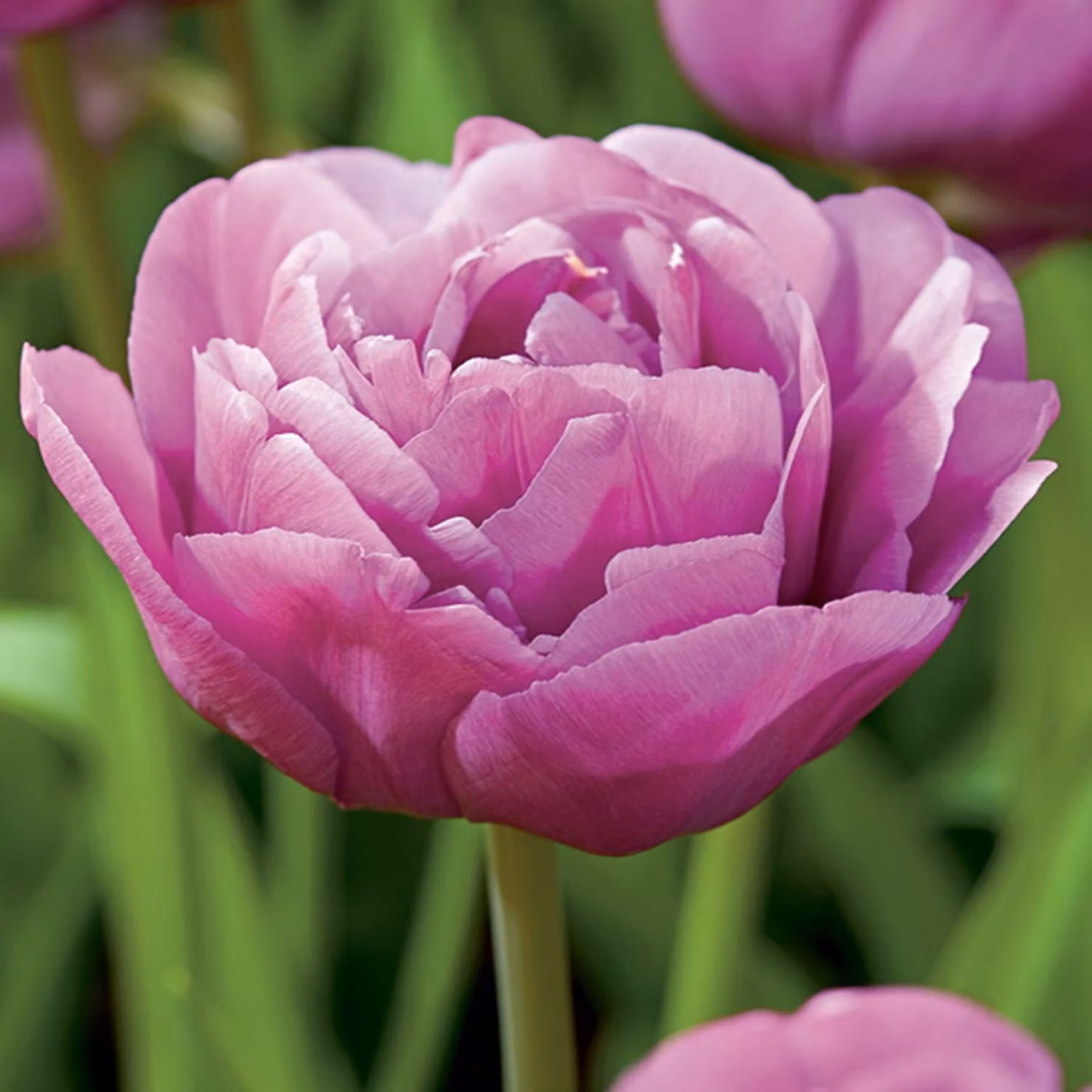 Tulipani Fiore Bulbi Bulbi Fiori Tulipano Imbottito Zaino 5 pz.