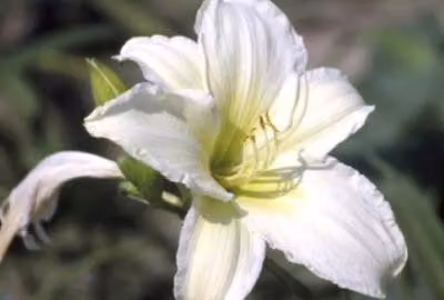 6 x Hemerocallis hybr. 'Light The Way' - taglilie - Topf 9 x 9 cm