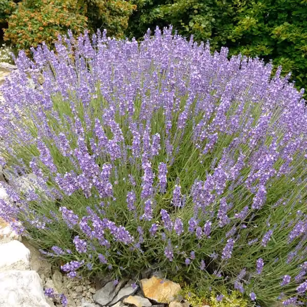 6 piante di lavanda vera (Lavandula angustifolia) | Vaso da 9x9 cm