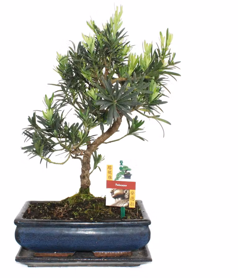 Fetta di pietra bonsai - Podocarpus macrophyllus - 10 anni circa