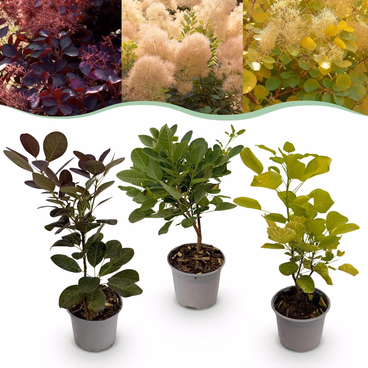 Cotinus coggyria Tricolore - Viola-verde-giallo - 3 piante - Deciduo - Bassa manutenzione - 25-35cm - Ø12cm - Pianta da giardino